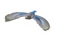 Female eastern bluebird - sialia sialis - in flight flying while wings expanded with blue and brown, grey and orange colors. Royalty Free Stock Photo