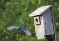 Female Eastern bluebird - Sialia sialis - flying away from nesting box with wings fully open and extended Royalty Free Stock Photo