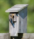 Female Eastern Bluebird Sialia Sialis  At Nesting Box Feeding White Caterpillar Or Worm To Babies