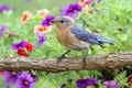 Female Eastern Bluebird