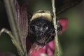A female Eastern Carpenter bee & x28;Xylocopa virginica& x29; nectar robbing the base of a salvia flower