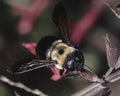 A female Eastern Carpenter Bee Xylocopa virginica nectar robbing the base of a pink salvia flower.