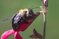 A female Eastern Carpenter Bee (Xylocopa virginica) feeding on a pink salvia flower. Royalty Free Stock Photo