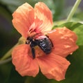 Female Eastern Carpenter Bee (Xylocopa virginica) feeding on nasturtium flower Royalty Free Stock Photo