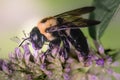 Female Eastern Carpenter bee (Xylocopa virginica) on purple lavender flowers Royalty Free Stock Photo