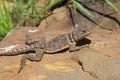 Female Eastern Collared Lizard, Crotaphytus collaris Royalty Free Stock Photo