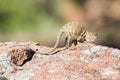 Female eastern collared lizard Royalty Free Stock Photo