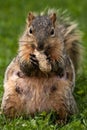 Female Eastern Fox Squirrel Royalty Free Stock Photo