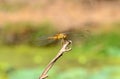 Female Eastern Scarlet Darter (Crocothemis servilia)