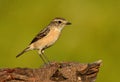 Female Eastern Stonechat Saxicola stejnegeri