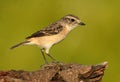 Female Eastern Stonechat Saxicola stejnegeri