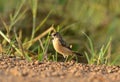 Female Eastern Stonechat (Saxicola stejnegeri)