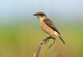 Female Eastern Stonechat Saxicola stejnegeri