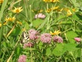 Eastern Tiger Swallowtail butterfly among wildflowers Royalty Free Stock Photo