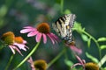 Eastern Tiger Swallowtail Butterfly Royalty Free Stock Photo