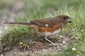 Female Eastern Towhee Eating a Seed