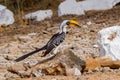 Female Eastern Yellow-billed Hornbill - Tockus flavirostris