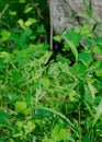 A female Ebony Jewelwing damselfly pauses on a leaf Royalty Free Stock Photo