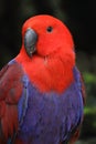 Female Eclectus parrot Royalty Free Stock Photo