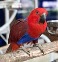 Female eclectus parrot Royalty Free Stock Photo