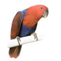 Female Eclectus Parrot Royalty Free Stock Photo