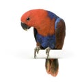 Female Eclectus Parrot Royalty Free Stock Photo