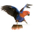 Female Eclectus Parrot Royalty Free Stock Photo