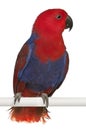 Female Eclectus Parrot Royalty Free Stock Photo