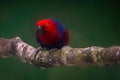 Female Eclectus Parrot Royalty Free Stock Photo