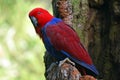 Female Eclectus Parrot Royalty Free Stock Photo