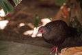 Female Edwards pheasant called Lophura edwardsi