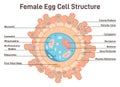 Female egg cell structure. Corona radiata, cytoplasm and nucleus. Royalty Free Stock Photo