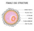 Female egg structure
