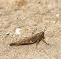 Female Egyptian Grasshopper Anacridium aegyptium