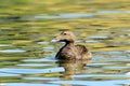 Female Eider Duck on abstract water