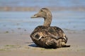 Female Eider Duck sitting on beach Royalty Free Stock Photo