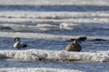 Female eider duck sitting on ice while male eider duck is floating nearby in cold icy water Royalty Free Stock Photo