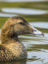 Female Eider duck / Somateria mollissima Royalty Free Stock Photo