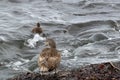 Female eider duck (Somateria mollissima) at the coast nearby Saudarkrokur in the North of Iceland