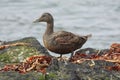 Female eider duck standing on rock