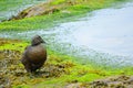 Female eider, Farne Islands Nature Reserve, England