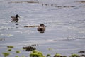 Female Eider with mallard