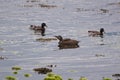 Female Eider with mallards