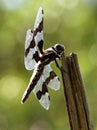 Female Eight-spotted Skimmer Dragonfly