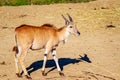 Female Eland Antelope Royalty Free Stock Photo