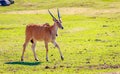 Female Eland Antelope Royalty Free Stock Photo