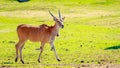 Female Eland Antelope Royalty Free Stock Photo