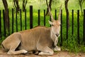 south africa antelope Royalty Free Stock Photo