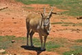 Female eland, Taurotragus oryx, South Africa Royalty Free Stock Photo