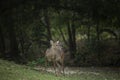 Female Eld`s deer, Thamin, Brow-antlered deer in field